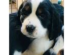 English Springer Spaniel Puppy for sale in San Diego, CA, USA