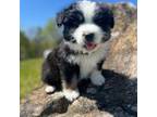 Australian Shepherd Puppy for sale in Baldwin, GA, USA