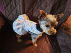 Tiny Female Yorkshire Terrier Named Stormy Gale