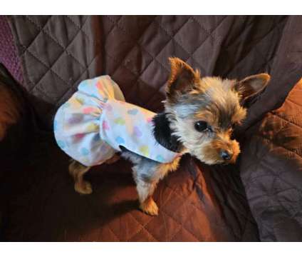 Tiny Female Yorkshire Terrier Named Stormy Gale is a Female Yorkshire Terrier For Sale in Omaha NE