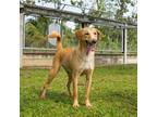 Adopt Tetsuka a Brown/Chocolate - with White Mixed Breed (Medium) / Mixed dog in