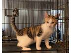 Adopt Takini a Domestic Shorthair / Mixed (short coat) cat in Portland