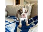 Bulldog Puppy for sale in Manhattan, KS, USA