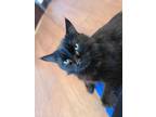 Adopt Skeeter a All Black Domestic Longhair / Domestic Shorthair / Mixed cat in