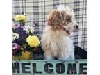 Cavapoo Puppy for sale in Jamesport, MO, USA