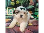 Shih Tzu Puppy for sale in Falcon, MO, USA