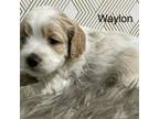 Waylon