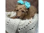 Mutt Puppy for sale in Concord, NC, USA