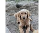 Goldendoodle Puppy for sale in Tallahassee, FL, USA