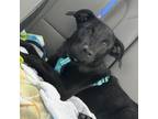 Adopt Zinny a Black Mixed Breed (Medium) / Mixed dog in Phoenix, MD (38347811)