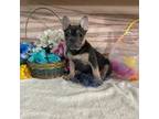 French Bulldog Puppy for sale in Cub Run, KY, USA