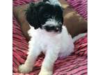 Mutt Puppy for sale in Otego, NY, USA