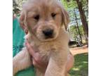 Golden Retriever Puppy for sale in Flint, TX, USA