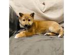 Shiba Inu Puppy for sale in Granite Quarry, NC, USA