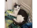 Adopt Grungle Centennial a White Domestic Shorthair / Mixed cat in Tallahassee
