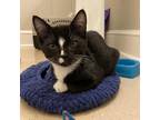 Adopt BubBub Centennial a All Black Domestic Shorthair / Mixed cat in