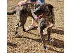 Adopt Tess a Brindle Plott Hound dog in WATERLOO, IN (38629416)