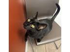 Adopt Lamar a All Black Domestic Shorthair / Domestic Shorthair / Mixed cat in