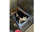 Adopt Stache a Black & White or Tuxedo Domestic Shorthair (short coat) cat in