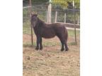 Miniature horse colt - 7 mos old and ready to go!