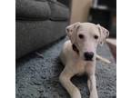 Adopt Clyde a White Labrador Retriever / Dalmatian / Mixed dog in Paterson