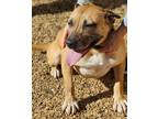 Adopt Grace a Tan/Yellow/Fawn - with Black Staffordshire Bull Terrier / Pit Bull