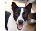 Adopt Earth a Black - with White Mixed Breed (Medium) / Mixed dog in Los