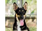 Adopt Deprim a Black - with Tan, Yellow or Fawn Mixed Breed (Medium) / Mixed dog
