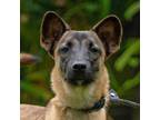 Adopt Bowfin a Brown/Chocolate - with White Mixed Breed (Medium) / Mixed dog in