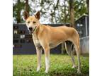 Adopt Yamel a Brown/Chocolate - with White Mixed Breed (Medium) / Mixed dog in