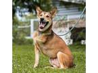 Adopt Arandy a Brown/Chocolate - with White Mixed Breed (Medium) / Mixed dog in