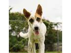 Adopt Binam a White - with Tan, Yellow or Fawn Mixed Breed (Medium) / Mixed dog