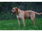 Adopt Tucker a Tan/Yellow/Fawn Labrador Retriever / Mixed dog in Jay