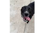 Adopt Summer a Black Border Collie / Mixed Breed (Medium) / Mixed (short coat)