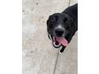 Adopt Summer a Black Border Collie / Mixed dog in Fort Worth, TX (38630700)