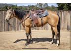 POPPY - Gentle 6yr old Buckskin Mare VIDEO