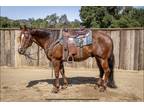 TANK Safe and Gentle 12yr Old Sorrel Gelding VIDEO