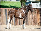 Willow Super Gentle 2022 Tobiano Gypsy Cross Filly VIDEO