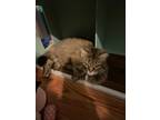 Adopt Olivia a Domestic Shorthair / Mixed (short coat) cat in Sewell