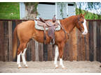 COWBOY Husband Safe 5yr old AQHA Red Dun Gelding VIDEO