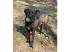 Adopt Kodiak a Black Labrador Retriever / Mixed dog in Heber Springs