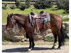 SUPER GENTLE 8yr Old Family Trail Horse Gelding VIDEO