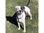 Adopt Oakley a White - with Tan, Yellow or Fawn Mixed Breed (Large) / Mixed