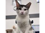 Adopt Vincent Vega a Gray, Blue or Silver Tabby Domestic Shorthair (short coat)