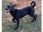 Adopt Skipper a Black Labrador Retriever dog in Norristown, PA (38344013)