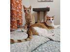 Adopt Smores and Triskit a Orange or Red Tabby Domestic Shorthair (short coat)