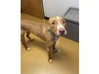 Adopt Titus a Brown/Chocolate American Pit Bull Terrier / Mixed dog in