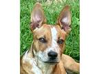 Adopt Kevin a Red/Golden/Orange/Chestnut - with White Cattle Dog / Mixed dog in
