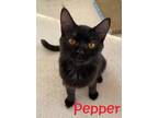 Adopt Pepper (Bonded to Salt) a All Black Domestic Shorthair / Domestic