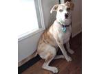 Adopt Lydia a White - with Tan, Yellow or Fawn Labrador Retriever / Terrier